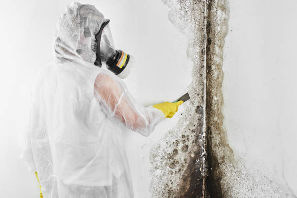 Mold Removal Process in Pearl River, NY