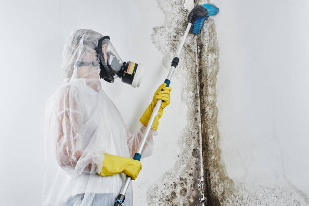 Best Black Mold Removal  in Pearl River, NY