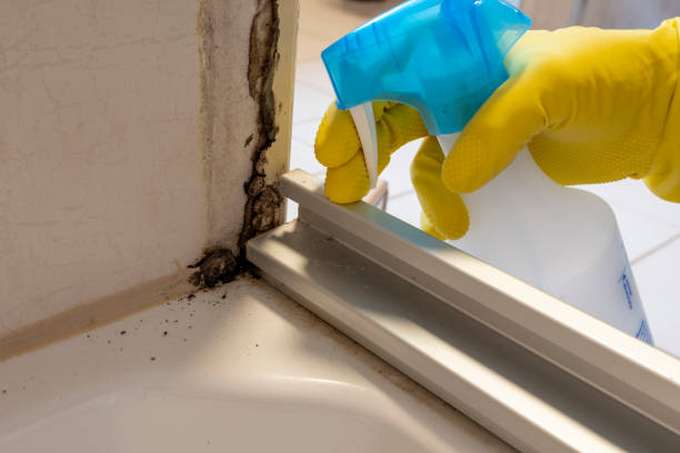 Best Professional Mold Removal  in Pearl River, NY