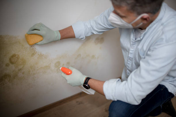 Best Commercial Mold Removal  in Pearl River, NY