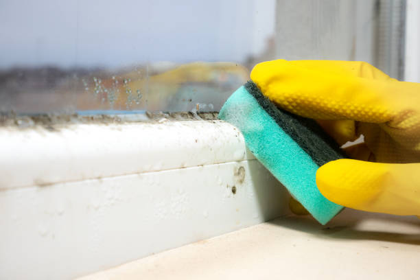 Best Mold Cleaning Services  in Pearl River, NY