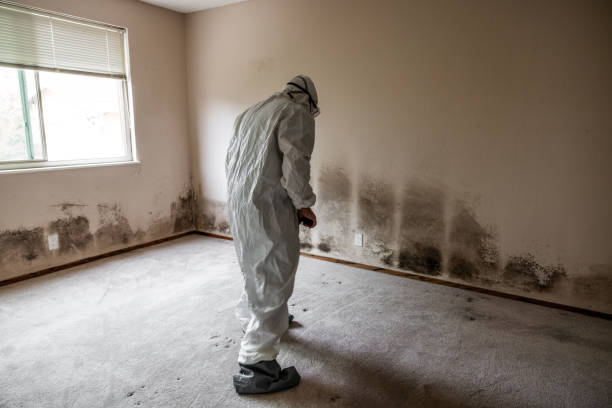 Best Crawl Space Mold Removal  in Pearl River, NY