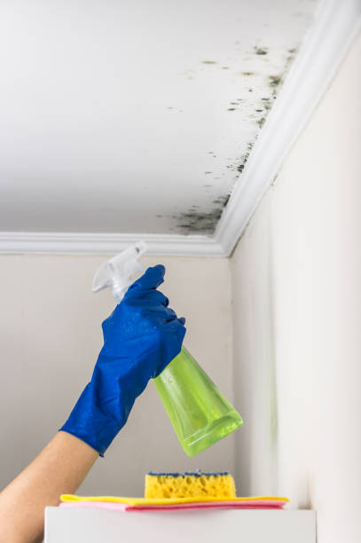 Best Certified Mold Removal  in Pearl River, NY